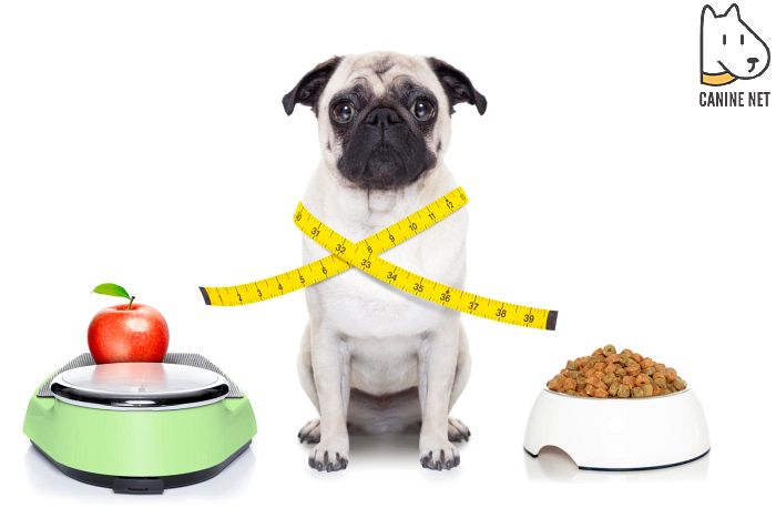 Make Sure Your Dog Has A Healthy Diet