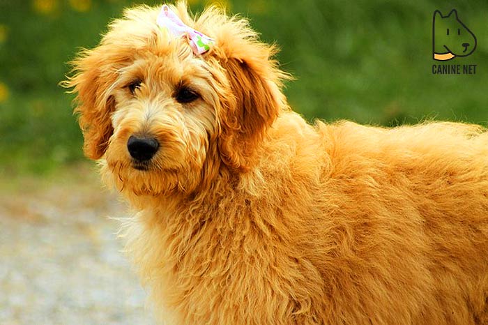 Miniature Goldendoodle Dog