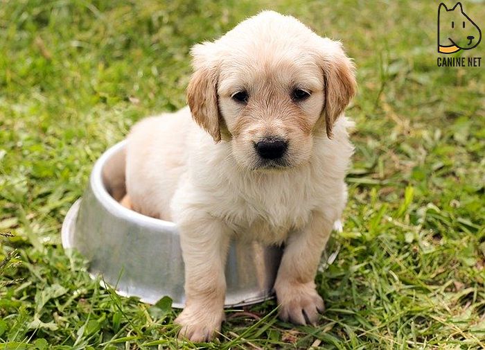 Potty Training At The Right Age