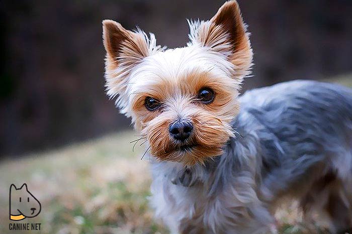 1 Yorkshire Terrier