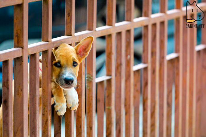 Puppy Dog Gate