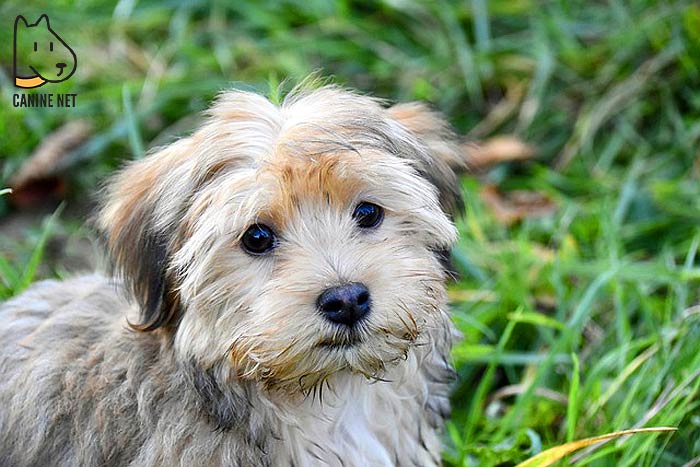 Havanese Dog