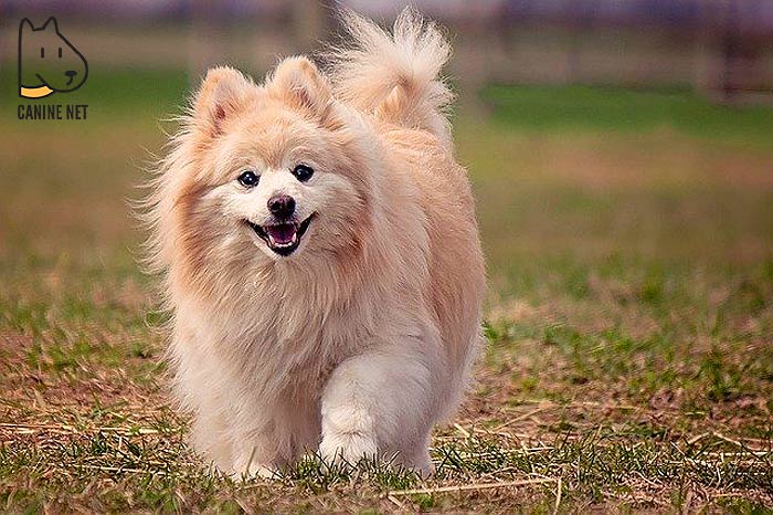 3 Pomeranian