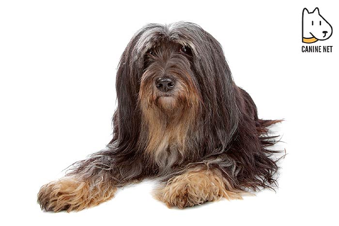 Tibetan Terrier Dog