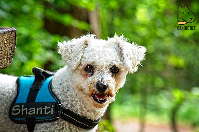 Bichon Frise Dog