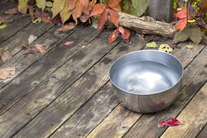 Give Them Homemade Dog Water Additive for Bad Breath