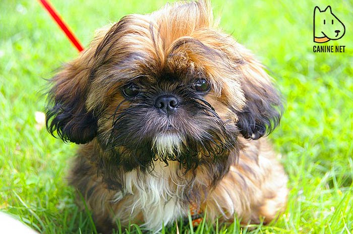 5 Shih Tzu