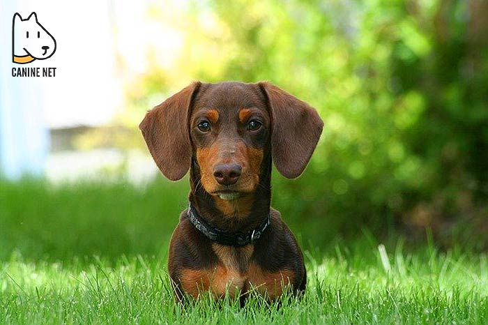 6 Dachshund