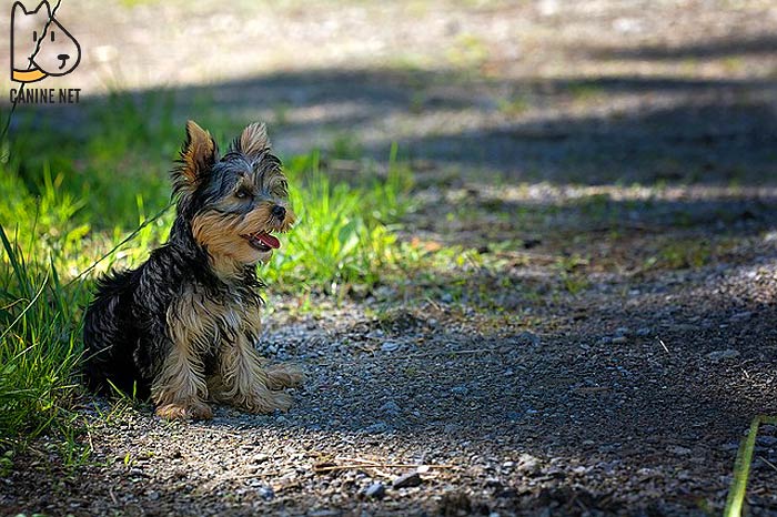 Maltese Terrier Dog