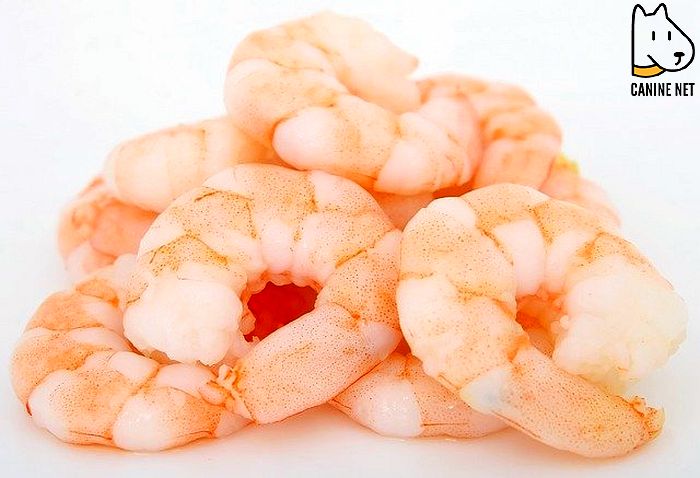 Shrimps