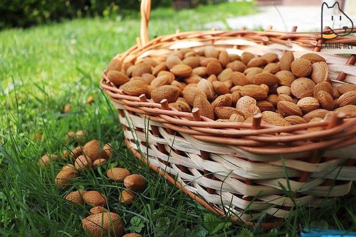 Raw Almonds