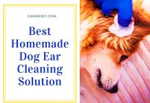 Best Homemade Dog Ear Cleaning Solution