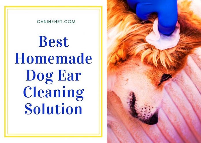 Best Homemade Dog Ear Cleaning Solution