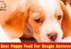 Best Puppy Food For Beagle