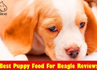 Best Puppy Food For Beagle
