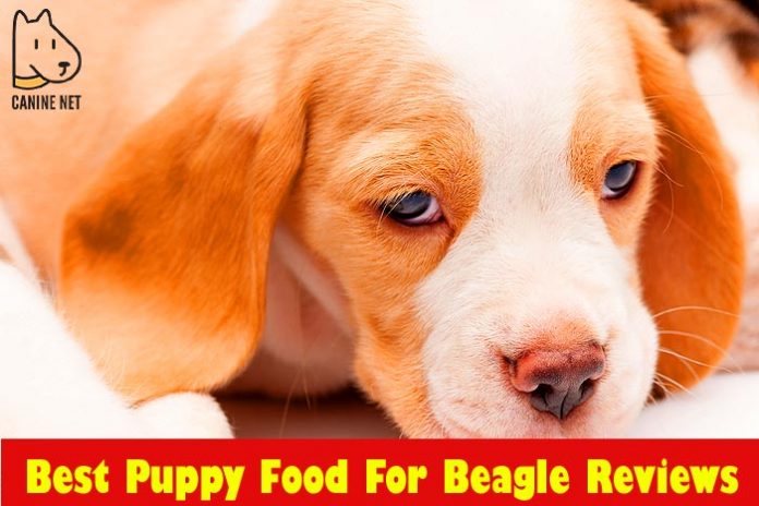 Best Puppy Food For Beagle