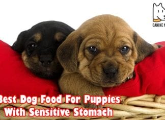 Best Dog Food For Puppies With Sensitive Stomach