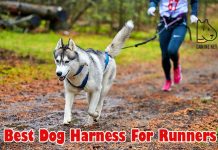 Best Dog Harness For Runners