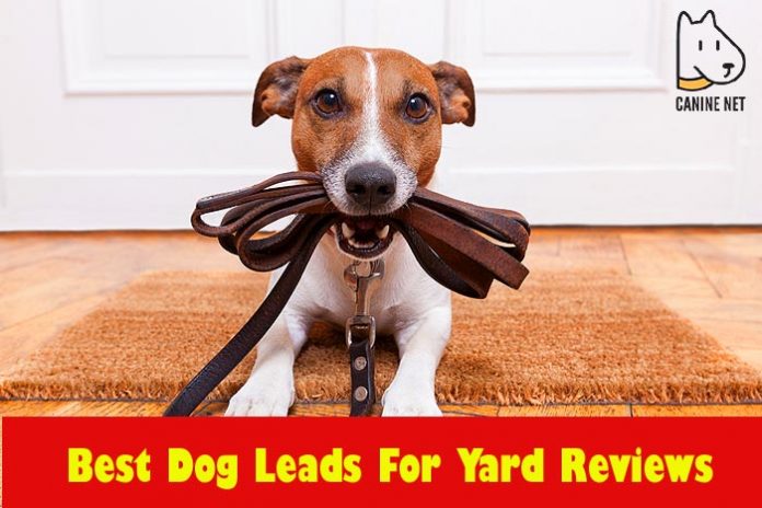 Best Dog Leads For Yard