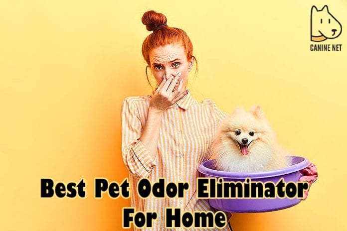Best Pet Odor Eliminator For Home