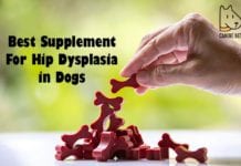 Best Supplement For Hip Dysplasia In Dogs