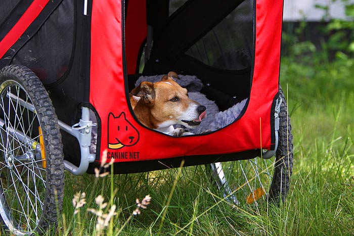 Can I Put My Dog In A Child Bike Trailer?