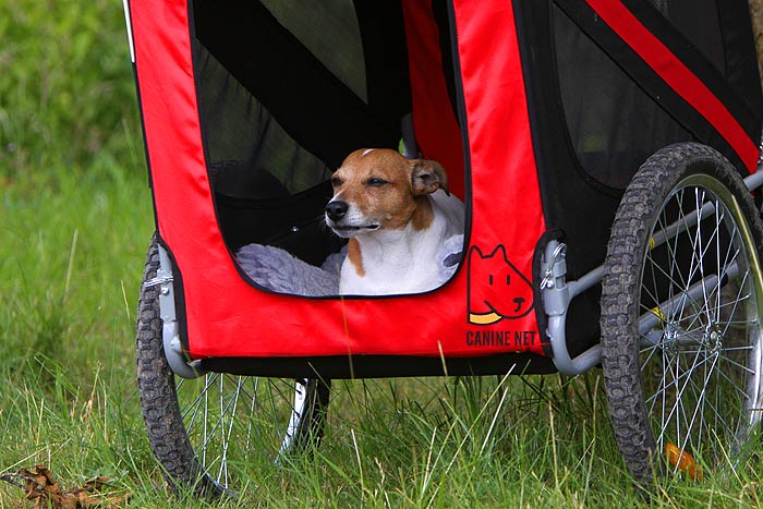 Do Dogs Like Bike Trailers?