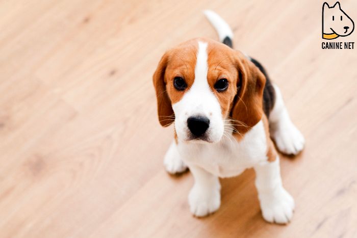 How Much Food To Feed A Beagle Puppy?