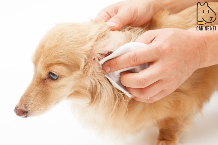 How Often Should You Clean Your Dogs Ears?