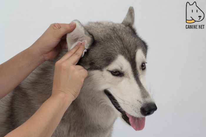 How Will I Know If My Dog Has An Ear Infection?
