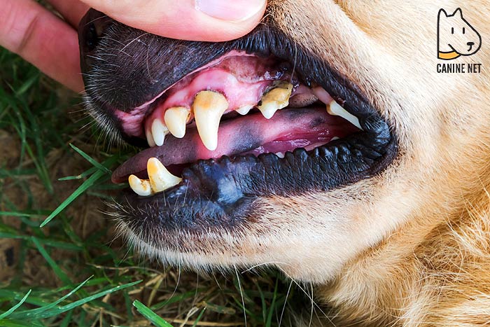 How Can I Get Plaque Off My Dogs Teeth?
