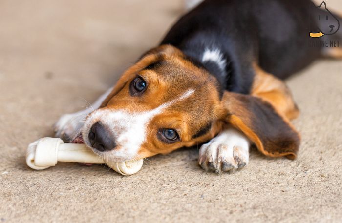 How Often Should You Feed Your Beagle Puppy?