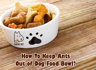 How To Keep Ants Out Of Dog Food Bowl?
