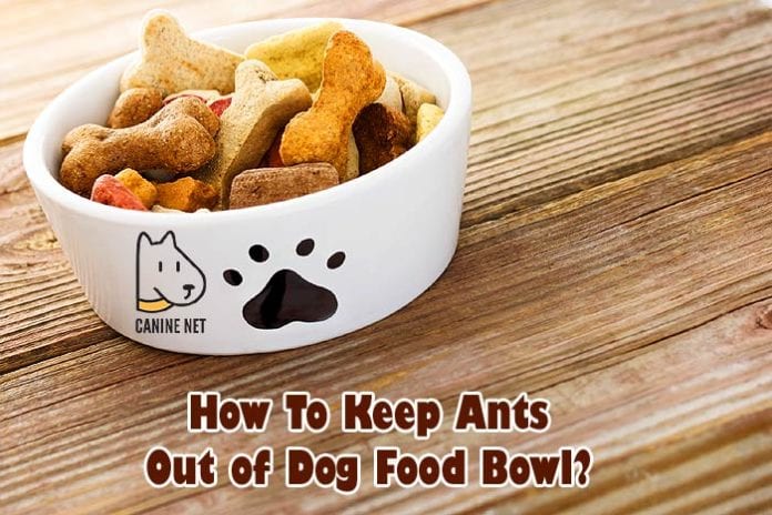 How To Keep Ants Out Of Dog Food Bowl?