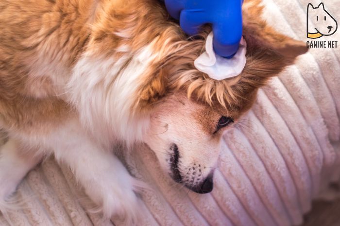 Is It Safe To Clean Your Dogs Ears?