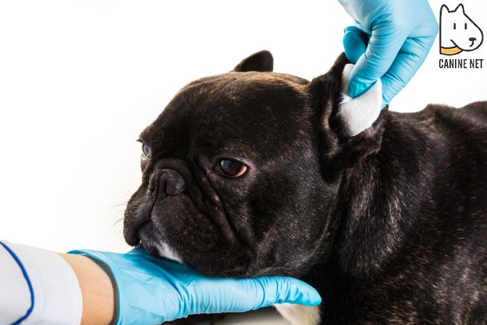 What Are The Most Common Types Of Ear Problems In Dogs?