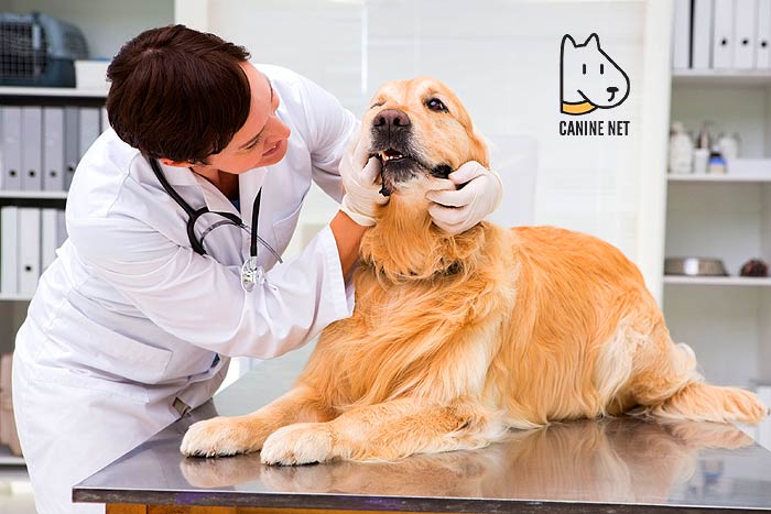 What Do Vets Use To Clean Dogs Teeth?