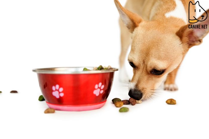 What If The Dog Eats Ants In The Food?