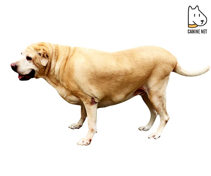 What Is Canine Hip Dysplasia?