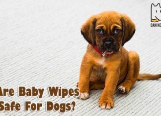 Are Baby Wipes Safe For Dogs?