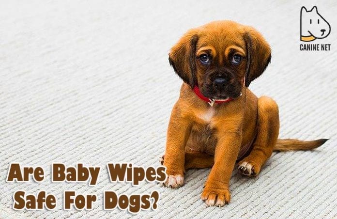 Are Baby Wipes Safe For Dogs?