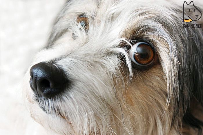 Are Baby Wipes Safe For Dogs Eyes?