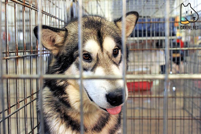 Are Outdoor Dog Enclosures Safe?