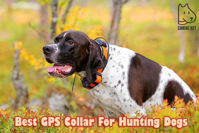 Best GPS Collar For Hunting Dogs