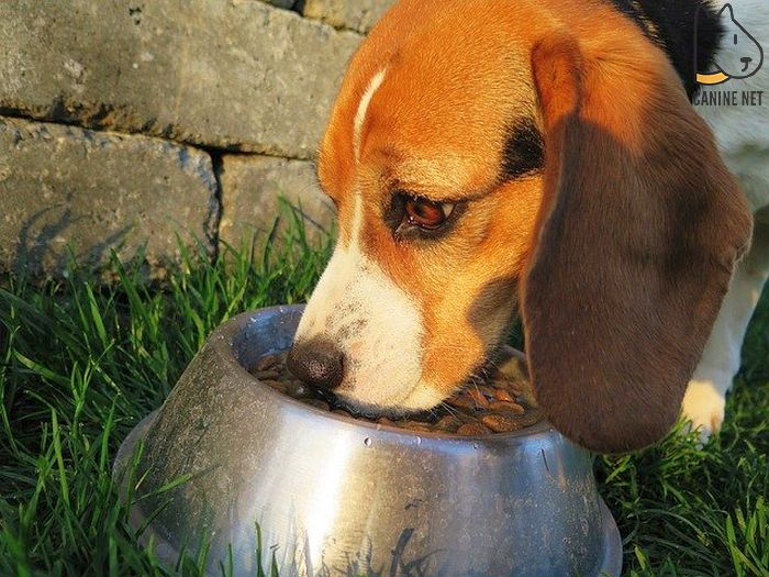 Best Baby Food For Sick Dogs