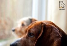 Best Calming Aid For Dogs With Separation Anxiety