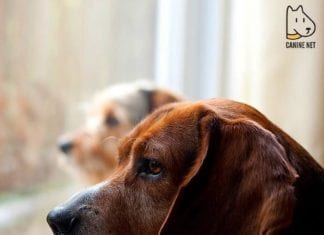 Best Calming Aid For Dogs With Separation Anxiety