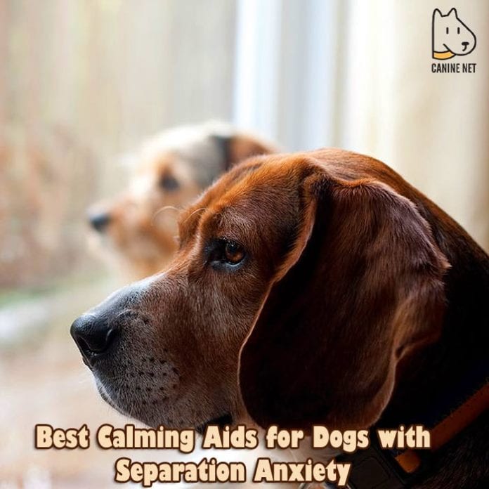 Best Calming Aid For Dogs With Separation Anxiety
