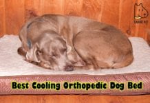 Best Cooling Orthopedic Dog Bed