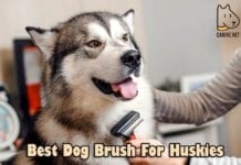 Best Dog Brush For Huskies